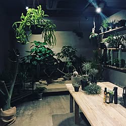 リビング/日替わり投稿企画!木曜日/植物/本業は花屋/多肉植物...などのインテリア実例 - 2017-06-30 07:15:17