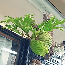 壁/天井/ビカクシダ/庭/植物/ロックガーデン...などのインテリア実例 - 2023-09-25 07:17:54