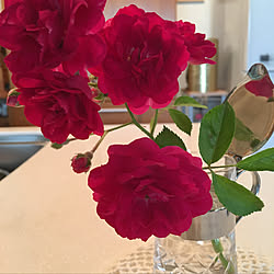 薔薇/キッチンのインテリア実例 - 2019-05-14 15:34:07