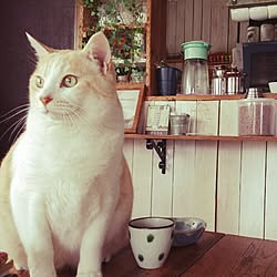棚/ねこバカ/コーヒーカップ/コーヒー/カフェ風のインテリア実例 - 2015-06-13 13:39:10