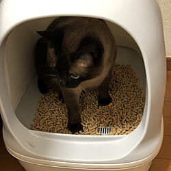 猫ちゃん想い/ニャンとも/ねこと暮らす。/ねこのいる日常/猫トイレのインテリア実例 - 2021-06-14 18:26:50