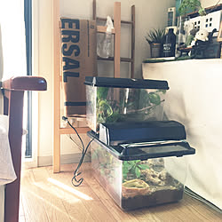 ラダー/水槽のある暮らし/水槽のある家/植物のある部屋/植物が好き...などのインテリア実例 - 2019-10-30 11:30:39