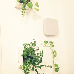 壁/天井/無印良品/NO GREEN NO LIFE/壁掛式bluetoothスピーカー/壁にかけられる観葉植物のインテリア実例 - 2015-10-08 21:22:34