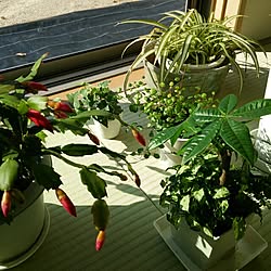 植物たちのインテリア実例 - 2013-11-16 10:07:04