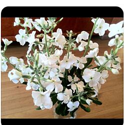 リビング/好きな花のインテリア実例 - 2013-02-20 12:56:55