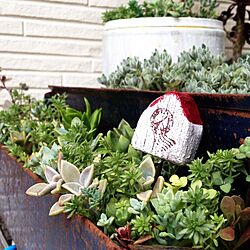 壁/天井/リメ缶/多肉ちゃん/寄せ植え初心者/植物のある暮らし...などのインテリア実例 - 2015-08-11 17:53:38