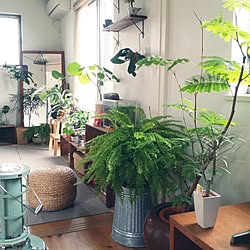 棚/植物/観葉植物/リンゴ箱/アガベ...などのインテリア実例 - 2015-11-09 09:51:01