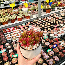 近くに花市がある幸せ/お付き合い頂きありがとです/多肉植物のある暮らし/お部屋じゃなくてごめんなさい/上海生活記...などのインテリア実例 - 2023-01-21 16:15:28