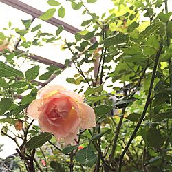 バラ/イングリッシュローズ/鉢植え/庭/8月の花...などのインテリア実例 - 2015-08-29 09:27:22