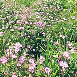 壁/天井/もう直ぐ一面紫のじゅうたん/癒しの空間/インテリアじゃなくてごめんなさい/シンプル...などのインテリア実例 - 2017-04-30 07:29:22