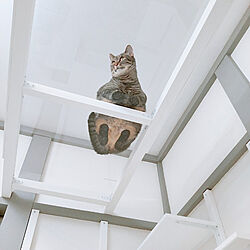 壁/天井/保護猫/ねこのいる日常/ねこと暮らす/キャットウォークDIY...などのインテリア実例 - 2022-01-10 18:18:25
