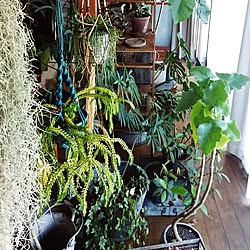 机/観葉植物/多肉植物/cafe風/NO GREEN NO LIFE...などのインテリア実例 - 2017-06-06 09:26:58