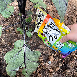 いろいろな植物つよし 粒ﾀｲﾌﾟ650g/アース製薬株式会社/家庭菜園のある生活/家庭菜園初心者/猫の額ガーデン...などのインテリア実例 - 2023-05-29 15:32:44