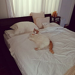 ベッド周り/ねこのいる日常/猫のいる暮らし/無印良品/IKEA...などのインテリア実例 - 2022-09-19 14:20:25