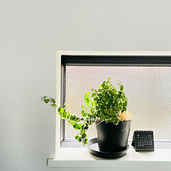 好きな植物/植物/窓/観葉植物/キッチンのインテリア実例 - 2021-06-14 07:58:13