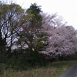 桜のインテリア実例 - 2021-03-28 08:42:15
