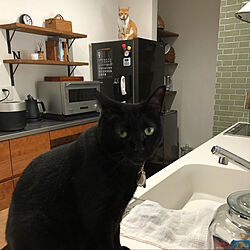 ねこのいる日常/猫との生活/黒猫♀/茶トラ♂/キッチンのインテリア実例 - 2021-04-18 12:05:35