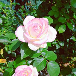 玄関/入り口/花のある暮らし/庭の花を楽しむ/3枚投稿してます♪/庭のインテリア実例 - 2023-07-02 16:01:14