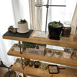 観葉植物/インテリアコーディネーター/賃貸でも諦めない！/建築士/観葉植物...などのインテリア実例 - 2020-03-14 10:51:34