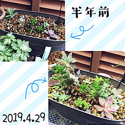 ニトリ/いいね、フォロー本当に感謝デス☺︎/挿し芽/多肉植物♡/グリーンのある暮らし...などのインテリア実例 - 2019-04-29 15:28:53