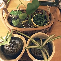 植物/初めての投稿強化月間！のインテリア実例 - 2017-04-28 22:46:22