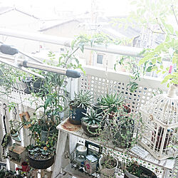 部屋全体/植物のある部屋/園芸店風/ジャンクガーデン/植物と暮らす...などのインテリア実例 - 2019-09-04 07:30:00