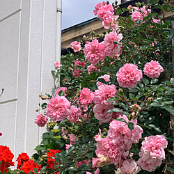 植物のある暮らし/フランソワジュランビル/バラ/花のある暮らし/癒し...などのインテリア実例 - 2022-05-26 09:32:06