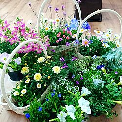 花のある暮らし/北海道/多肉植物/白が好き/ナチュラル...などのインテリア実例 - 2017-04-07 09:37:53