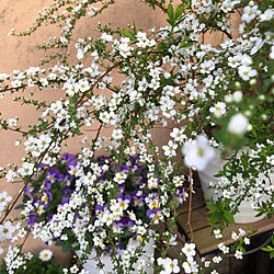 白い花/紫色の花/鉢植え/みどりのある暮らし/雪柳...などのインテリア実例 - 2023-03-20 17:38:41