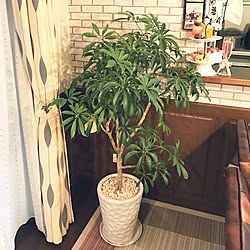 貼ってみました(*´艸`*)/ホワイトレンガの壁紙/観葉植物/100均リメイク/100均...などのインテリア実例 - 2016-11-15 08:21:54