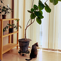 ねこのいる風景/ねこ部/ねこと暮らす。/ねこのいる日常/観葉植物...などのインテリア実例 - 2019-08-14 11:07:43