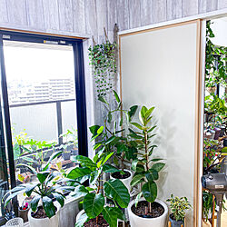 壁紙屋本舗/壁紙/植物棚/植物のある部屋/植物...などのインテリア実例 - 2020-07-09 12:07:11