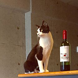 キッチン/猫部屋/猫/猫ばっかりのインテリア実例 - 2016-05-25 17:42:02