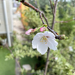 植物のある暮らし/ぐりーんと暮らす/庭/ガーデニング/桜...などのインテリア実例 - 2022-03-27 11:44:13
