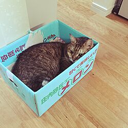 ベッド周り/ベッドルームではありません/メロン箱もなかなか/でも海老箱の方が好きかも/a cat in the box...などのインテリア実例 - 2016-07-24 21:17:14