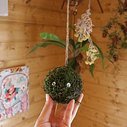 壁/天井/コケ玉/絵のある暮らし/NO GREEN NO LIFE/植物のある暮らし...などのインテリア実例 - 2016-08-04 15:07:10