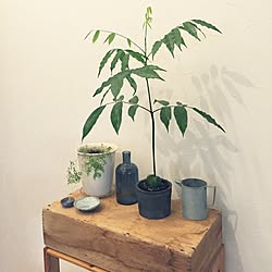 棚/シンプルが好き/古道具/花瓶/観葉植物...などのインテリア実例 - 2015-08-22 08:17:31