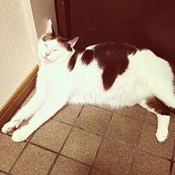 玄関/入り口/猫のインテリア実例 - 2013-09-08 10:21:58