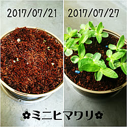 棚/植物/日替わり投稿企画!木曜日/無言いいね。すみません(｡>д人)/〜まったり新居での品物買い揃え中〜...などのインテリア実例 - 2017-07-27 19:29:35