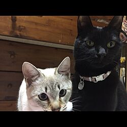 ベッド周り/ねこ部/猫/白猫/黒猫のインテリア実例 - 2016-02-06 00:18:22