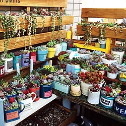 玄関/入り口/コンテスト用に再投稿/多肉植物/succulent plants/グリーンネックレス...などのインテリア実例 - 2016-03-11 21:09:03