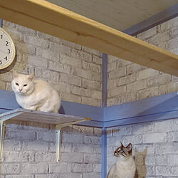 壁/天井/猫/手作り/猫と暮らす/ＤＩＹのインテリア実例 - 2022-02-16 08:38:37