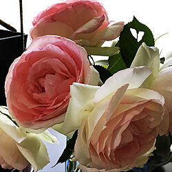 机/休日ガーデナー/ばら大好き/ピンクのバラ/お花のある暮らし...などのインテリア実例 - 2018-05-05 21:03:49