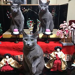 ひにゃまつり/ひな祭り/ねこと暮らす/ねこのいる風景/ねこバカ部...などのインテリア実例 - 2017-03-04 23:48:04