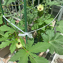 狭い庭を楽しむ/失敗もあり/夏の家庭菜園/家庭菜園/夏野菜...などのインテリア実例 - 2023-08-13 15:04:22