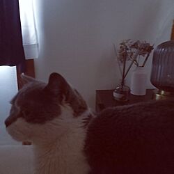 ベッド周り/猫と暮らす家/ねこと暮らす/テーブルランプのインテリア実例 - 2023-03-29 07:24:24