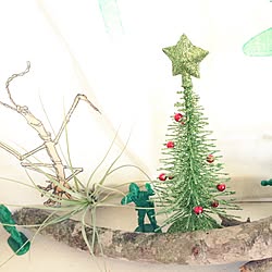 エアープランツ/植物/クリスマスのインテリア実例 - 2014-11-13 16:37:55