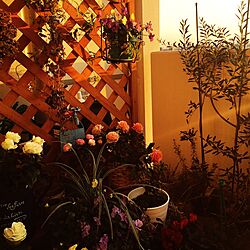 玄関/入り口/花のある暮らし/花のある風景/花のある生活/薔薇...などのインテリア実例 - 2017-03-17 17:47:21