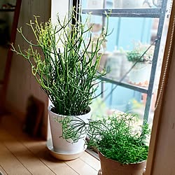 部屋全体/観葉植物のある暮らし/ミルクブッシュ/ミルクブッシュイエローマジック/リプサリス...などのインテリア実例 - 2023-06-27 09:33:11