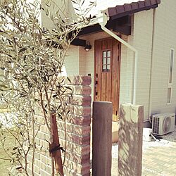 玄関/入り口/オリーブの木/シンボルツリーのインテリア実例 - 2015-03-30 14:15:38